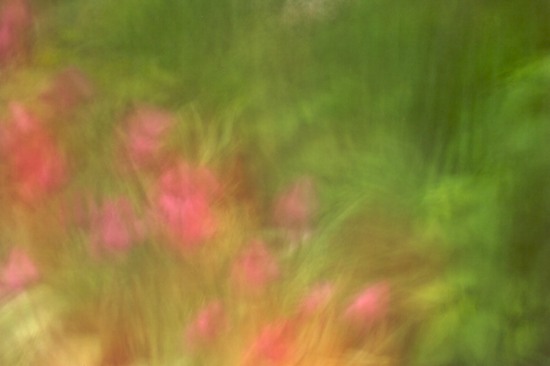 Abstract;Bloom;Blossom;Flower;Flowering;Flowers;Green;Pink;Red