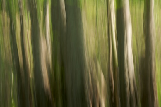 Abstract;Abstractions;Beige;Gray;Green;Mississippi;Patterns;Plant;Shapes;Tan;Textures;Tree;Tree Trunk;Trees;Trunk;Yazoo National Wildlife Refuge