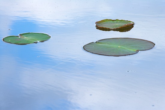 Blue;Green;Lake;Lily Pad;Mississippi;Pond;Reflection;Reflections;Water;Yazoo National Wildlife Refuge