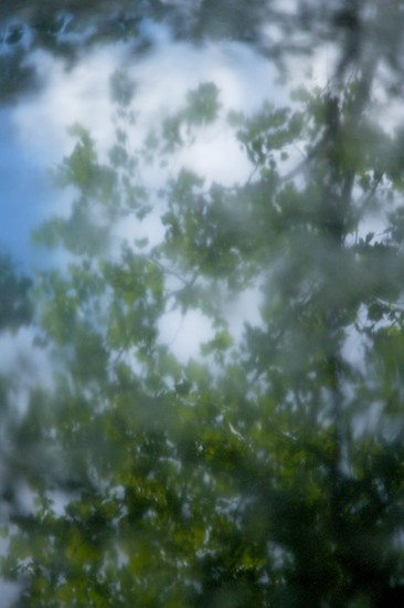 Abstract;Abstractions;botanical;botanicals;botany;flora;Foliage;Green;greenery;Leafy;Leaves;Marsh;Mississippi;Patterns;plant;plants;Reflection;Reflections;Shapes;shrub;Swamp;Swamps;Textures;vegetation;Yazoo National Wildlife Refuge;Yellow