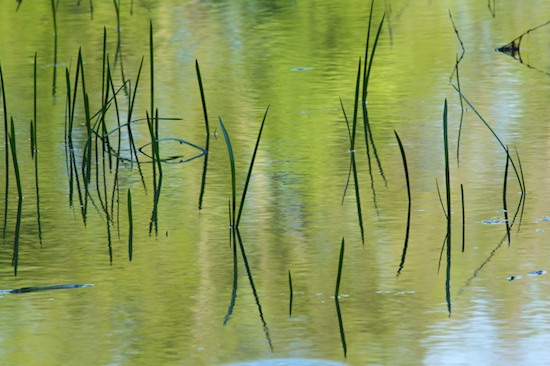 Abstract;Abstractions;Grass;Green;Lake;Mississippi;Patterns;Pond;reeds;Reflection;Reflections;Shapes;Textures;Water;Yazoo National Wildlife Refuge