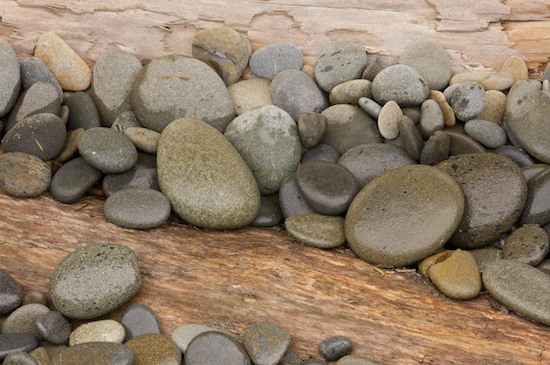 Bark;Black;Boulder;Branch;Branches;Brown;driftwood;Flat;Geological;Geology;Gray;Grey;Herbaceous;Olympic National Park;Plant;Rock;Rock Formations;Rocks;Round;Ruby Beach;Speckled;Spotted;Stone;Stones;Striation;Tan;Tree;Tree Trunk;Trees;Trunk;Washington