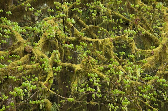 Abstract;Abstractions;Branches;Foliage;Hoh Rainforest;Leaf;Leafy;Leaves;Moss;Olympic National Park;Patterns;Shapes;Textures;Vein;Washington