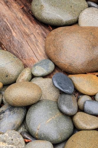 Boulder;Branches;Brown;Calm;Earthy;Flat;Geological;Geology;Healing;Health care;Healthcare;Herbaceous;Ocean;Olympic National Park;Rock;Rock formations;Rocks;Ruby Beach;Speckled;Spotted;Stone;Stones;Tan;Tree;Uniform;Warm Colors;Warm Palette;Warm Tones;Washington;bark;beach;beaches;black;branch;coast;coastline;color;concepts & emotions;gray;grey;peaceful;plant;plants;restful;round;sea;serene;shore;shoreline;soothing;striation;tranquil;tree trunk;trees;trunk