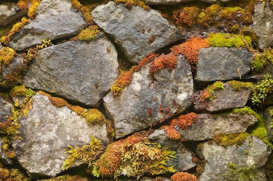 Abstract;Abstractions;botanical;botanicals;botany;Boulder;Brown;flora;Geological;Geology;Gray;Green;greenery;Grey;herb;herbage;Orange;Patterns;plant;plants;Red;Rock;Rock Formations;Rocks;Shapes;shrub;Stone;Stones;Striation;Textures;vegetation;Washington;Yellow