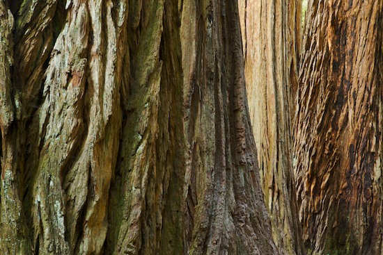 Abstract;Abstractions;Bark;Branch;Branches;Brown;California;Gray;Green;Herbaceous;Jedediah Smith Redwood State Park;Lichens;Patterns;Plant;Redwood;Redwood National Park;sequoia sempervirens;Shapes;Stout Grove;Textures;Tree;Tree Trunk;Trees;Trunk