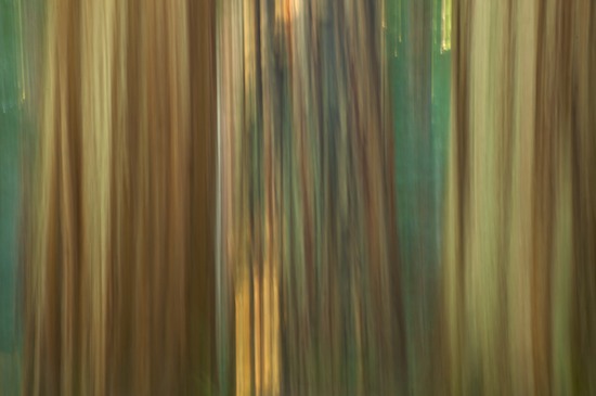 Abstract;Abstractions;Bark;Branch;Branches;Brown;California;Gray;Green;Herbaceous;Jedediah Smith Redwood State Park;Lichens;Patterns;Plant;Redwood;Redwood National Park;sequoia sempervirens;Shapes;Stout Grove;Textures;Tree;Tree Trunk;Trees;Trunk