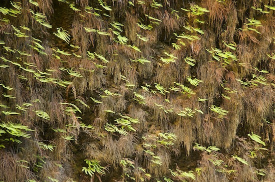 Abstract;Abstractions;botanical;botanicals;botany;Brown;California;Fern Canyon;flora;Green;greenery;herb;herbage;Patterns;plant;plants;Prairie Creek Redwood State Park;Redwood National Park;Shapes;shrub;Textures;vegetation