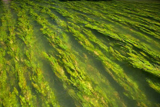 waterway;Green;Creek;Tennessee;Gold;River;Vegetation;Riverbed;Rivers;water;Rivulet;Plants;Columbia;Stream;Streamlet;Yellow;Brook;River Bed;Duck River;Water;Close-up;Plant