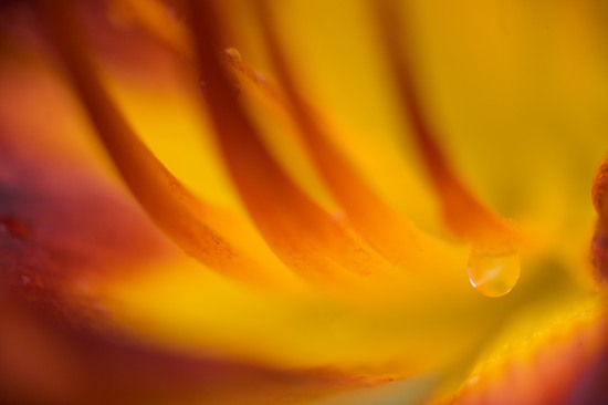 Abstract;Abstractions;Bloom;Blossom;Blossoms;Damp;Dew;Dewy;Drop;Droplet;Floret;Flower;Floweret;Flowering;Flowers;Gold;Moisture;Orange;Patterns;Petal;Petals;Pistel;Red;Shapes;Stamen;Textures;Water;Wet;Yellow