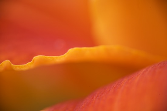 Abstract;Abstractions;Bloom;Blossom;Blossoms;Damp;Dew;Dewy;Drop;Droplet;Floret;Flower;Floweret;Flowering;Flowers;Moisture;Orange;Patterns;Petal;Petals;Pistel;Shapes;Stamen;Textures;Water;Wet