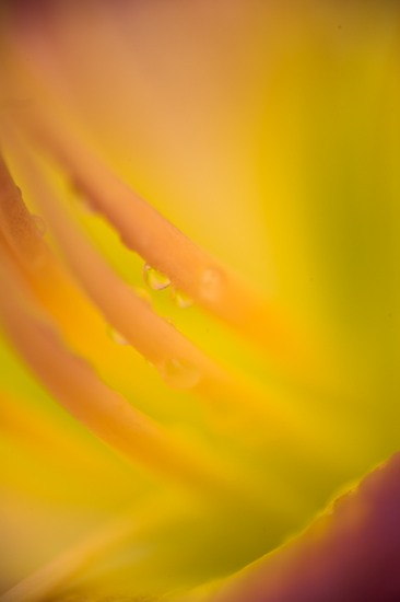 Abstract;Abstractions;Bloom;Blossom;Blossoms;Damp;Dew;Dewy;Drop;Droplet;Floret;Flower;Floweret;Flowering;Flowers;Gold;Moisture;Orange;Patterns;Petal;Petals;Pistel;Red;Shapes;Stamen;Textures;Water;Wet;Yellow