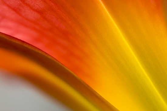 Abstract;Abstractions;Bloom;Blossom;Blossoms;Floret;Flower;Floweret;Flowering;Flowers;Gold;Orange;Patterns;Petal;Petals;Pistil;Red;Shapes;Stamen;Textures;White;Yellow