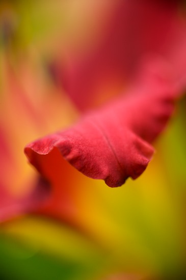 Abstract;Abstractions;Bloom;Blossom;Blossoms;Floret;Flower;Floweret;Flowering;Flowers;Green;Patterns;Petal;Petals;Pistil;Red;Shapes;Stamen;Tennessee;Textures;Yellow