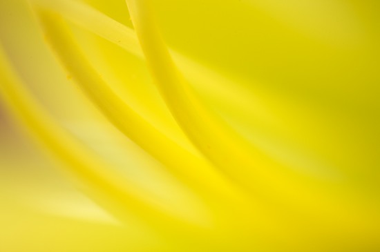 Abstract;Abstractions;Bloom;Blossom;Blossoms;Floret;Flower;Floweret;Flowering;Flowers;Patterns;Petal;Petals;Pistil;Shapes;Stamen;Tennessee;Textures;Yellow