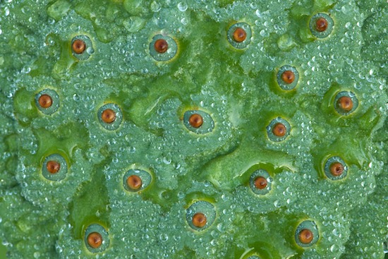 Abstract;Abstractions;botanical;botanicals;botany;Brown;flora;Franklin;Green;greenery;herb;herbage;North Carolina;Orange;Patterns;plant;plants;Shapes;shrub;Silver;Textures;vegetation;Yellow