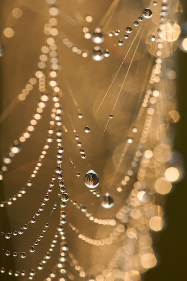 Abstract;Abstractions;Brown;Damp;Dawn;Dew;Dewy;Drop;Droplet;Moisture;Morning;Patterns;Shapes;Spiderweb;Tan;Textures;Water;Wet