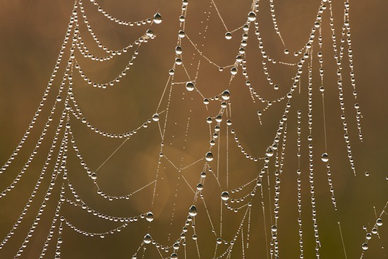 Abstract;Abstractions;Brown;Damp;Dawn;Dew;Dewy;Drop;Droplet;Moisture;Morning;Patterns;Shapes;Spiderweb;Tan;Textures;Water;Wet