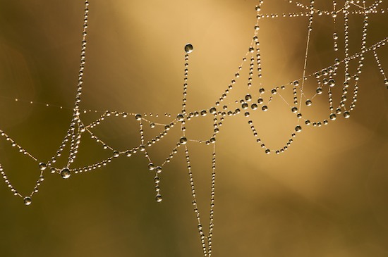 Abstract;Abstractions;Brown;Damp;Dawn;Dew;Dewy;Drop;Droplet;Moisture;Morning;Patterns;Shapes;Spiderweb;Tan;Textures;Water;Wet
