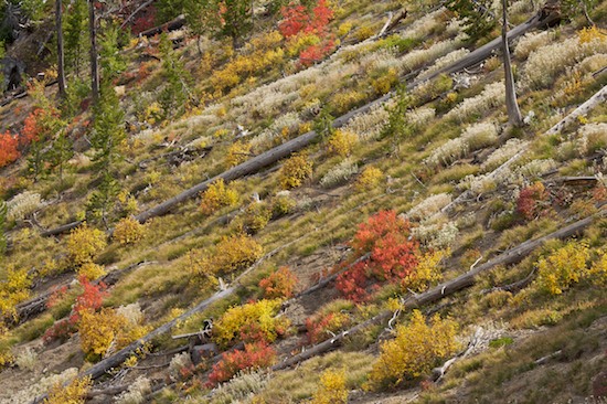 Abstract;Abstractions;Bark;Branch;Branches;Foliage;Gold;Gray;Herbaceous;Leaf;Leafy;Leaves;Lewis Canyon;Patterns;Plant;Red;Shapes;Textures;Tree;Tree Trunk;Trees;Trunk;Wyoming;Yellow;Yellowstone National Park