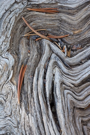 Abstract;Abstractions;Branch;Branches;Brown;Gray;Herbaceous;Orange;Patterns;Plant;Shapes;Textures;Tree;Tree Trunk;Trees;Trunk;Wyoming
