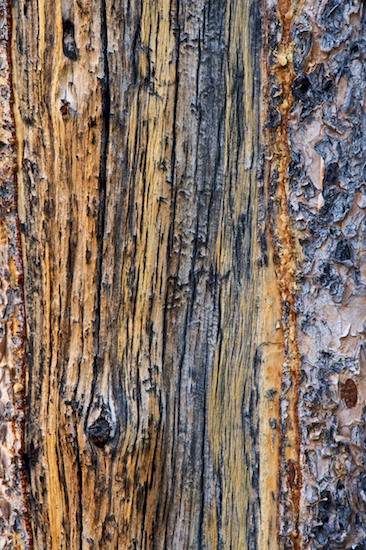 Abstract;Bark;Branch;Branches;Brown;Gray;Herbaceous;Patterns;Plant;Tan;Textures;Tree;Tree Trunk;Trees;Trunk;Wyoming;Yellow