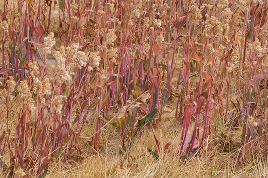 Abstract;Abstractions;Autumn;botanical;botanicals;botany;Fall;flora;Foliage;Grass Seed Head;Grasses;greenery;herb;herbage;Leaf;Leafy;Leaves;Magenta;Patterns;plant;plants;Red;Shapes;shrub;Tan;Textures;vegetation;Vein;Wyoming