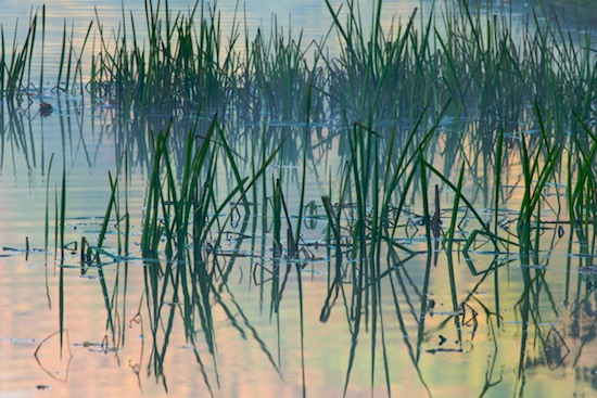 botanical;botanicals;botany;Contour;Emerald Lake;flora;Form;Grasses;Green;greenery;herb;herbage;Orange;Outline;Pink;plant;plants;Profile;Red;Reeds;Reflection;Reflections;Shadow;Shape;shrub;Silhouette;vegetation;Vermont