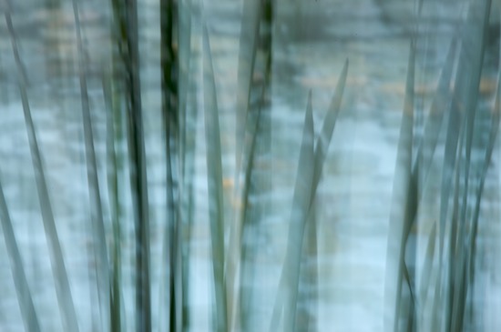 botanical;botanicals;botany;Contour;flora;Form;Grasses;greenery;Harriman State Park;herb;herbage;Motion;New York;Outline;plant;plants;Profile;Reeds;Shadow;Shape;shrub;Silhouette;vegetation