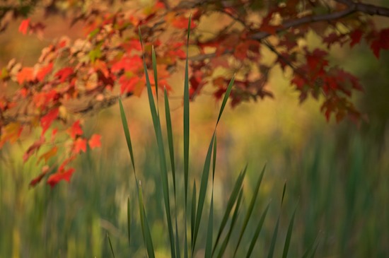 Autumn;botanical;botanicals;botany;Fall;flora;Foliage;Gray;Green;greenery;Harriman State Park;herb;herbage;Leaf;Leafy;Leaves;New York;plant;plants;Red;shrub;Tree;vegetation;Vein;Yellow
