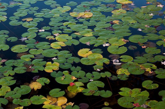 Abstract;Abstractions;Autumn;botanical;botanicals;botany;Fall;flora;Foliage;Green;greenery;Harriman State Park;herb;herbage;Lake;Leaf;Leafy;Leaves;Lily Pad;New York;Patterns;plant;plants;Pond;Shapes;shrub;Textures;vegetation;Vein;Water;Red;Blue