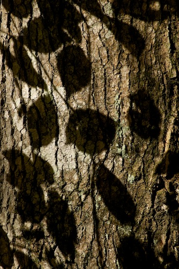 Abstract;Abstractions;Bark;Big South Fork;Big South Fork National Recreation Area;Branch;Branches;Foliage;Herbaceous;Leaf;Leafy;Leaves;Oneida;Patterns;Plant;Shadow;Shapes;Tennessee;Textures;Tree;Tree Trunk;Trees;Trunk;Vein