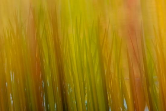 Abstract;Abstraction;Calm;Harriman State Park;Healing;Health care;Healthcare;Line;Mirror;Nature;New York;Pastoral;Ripple;Shape;United States;Water;Yellow;green;lake;oneness;orange;pattern;peaceful;red;reflection;reflections;restful;serene;soothing;texture;tranquil;zen