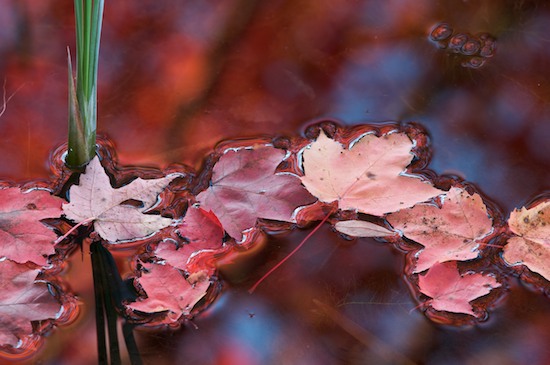 Autumn;Blue;Fall;Foliage;Harriman State Park;Leaf;Leafy;Leaves;Magenta;New York;Red;Reflection;Reflections;Vein