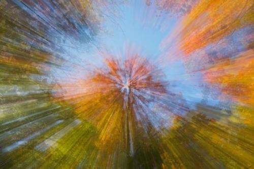Seasons;Swirl;New York;Looking up;Green;Abstracts;Abstract;Blue;Fall;Patterns;Autumn;Season;Harriman State Park;Sky;Trees;Forest;Abstraction