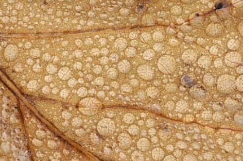 Tennessee;Patterns;Leaf;Abstract;Shapes;Northern Cumberlands;Cumberland Plateau;Leaves;Abstractions;Northern Cumberland Plateau;Sundquist WMA;Textures;Leafy;TNC;Caryville;Foliage;United States;Vein