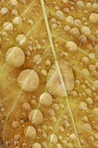 Northern Cumberland Plateau;Patterns;Sundquist WMA;Tennessee;Vein;Abstract;Wabi Sabi;Textures;Leaves;Foliage;Northern Cumberlands;Leaf;Shapes;Leafy;TNC;Caryville;Abstractions;United States;Cumberland Plateau