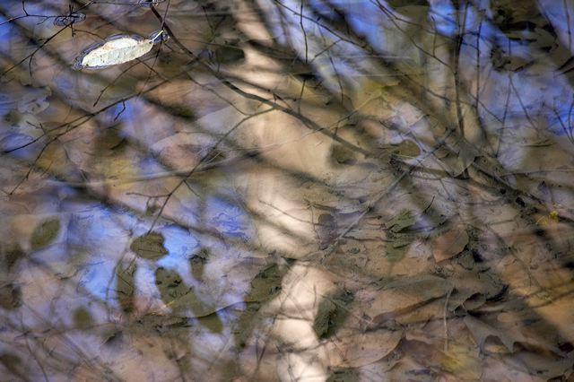 Abstract;Abstractions;Patterns;Shapes;Textures;Pool of Water;Reflections;Water;Oneness;Stream;Creek;Brook;Rivulet;Flow;Flowing;Wet;Tributary;Cascade;Gush;Streamlet;Torrent;Pouring;White Water;Rapids;Bubbling;River;Plants;Foliage;Vegetation;Botanicals;Botany;Herbaceous;Herb;Greenery;Flora;Herbage