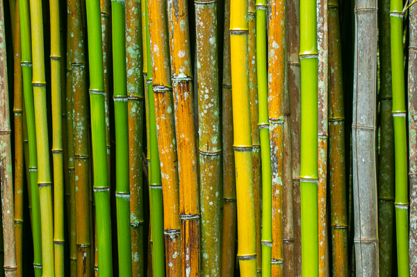 Abstract;Abstraction;Abstractions;Botanical;Brown;Calm;Cane;Concepts;Cool Colors;Cool Palette;Cool Tones;Gold;Green;Greens;Healing;Health care;Healthcare;Line;Minimalism;Nature;Oneness;Pastoral;Shape;Stock categories;Tan;Textures;Wabi Sabi;Warm Colors;Warm Palette;Warm Tones;Yellow;bamboo;color;green;oneness;oriental;pattern;patterns;peaceful;plants;restful;serene;shapes;soothing;texture;tranquil;vegetation;yellow;zen