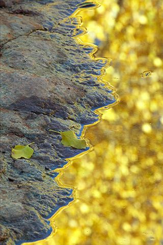 Abstract;Abstractions;Patterns;Shapes;Textures;Plants;Botanical;Leaf;Leaves;Vegetation;Foliage;Veins;Compound;Leaflet;Rocks;Rock;Boulder;Boulders;Rock Formations;Stones;Pebble;Pebbles;Stone;Pool of Water;Reflections;Water;Oneness