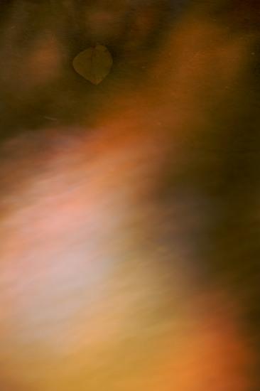 Abstract;Abstractions;Autumn;Fall;Foliage;Leaf;Leafy;Leaves;Patterns;Reflection;Reflections;Seasons;Shapes;Textures;Vein;Orange;Gold;Water;Brown;