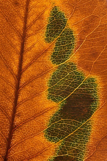Abstract;Abstractions;botanical;botanicals;botany;Brown;flora;Foliage;Green;greenery;herb;herbage;Leaf;Leafy;Leaves;Orange;Patterns;plant;plants;Shapes;shrub;Textures;vegetation;Vein;Yellow