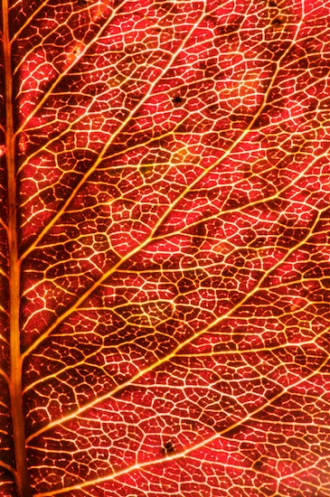Abstract;Abstractions;botanical;botanicals;botany;flora;Foliage;greenery;herb;herbage;Leaf;Leafy;Leaves;Patterns;plant;plants;Red;Shapes;shrub;Textures;vegetation;Vein