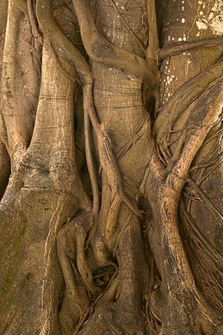 Abstract;Abstractions;Patterns;Shapes;Textures;Tree Trunk;Trees;Bush;Shrub;Herbaceous;Woodland;Branch;Branches;Leafy;Bark;Trunk;Plant
