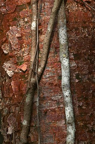 Abstract;Abstractions;Patterns;Shapes;Textures;Tree Trunk;Trees;Bush;Shrub;Herbaceous;Woodland;Branch;Branches;Leafy;Bark;Trunk;Plant