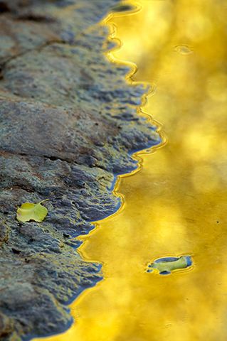 Reflections;Leaves;Water;Leaf