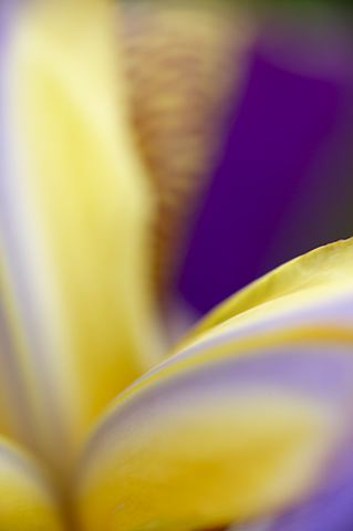 Flower;Blooming;Blossom;Bloom;Plants;Flowering;Botanical;Nature;Petal;Garden;Colorful;Outdoor;Vegetation;Natural;Abstract;Abstractions;Patterns;Shapes;Textures;Floral;Herb;Flowers;Stamen;Pistil;Stem