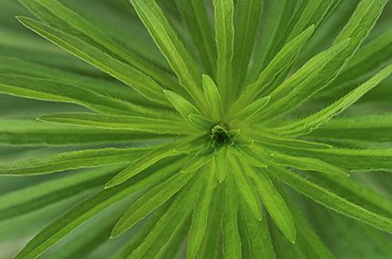 Leaves;Leaf;Abstract;Abstractions;Patterns;Shapes;Textures