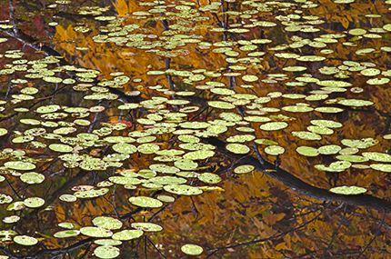 Leaves;Patterns;Texture;Plants;Trees;Reflections;Water;Pond;Impressionistic;Abstract;Leaf;Big South Fork National Recreat;Abstractions;Shapes;Textures;Pool of Water;Oneness;Lake;Body of Water;Wet;Cool;Deep;Clear;Pool;Reservoir;Botanical;Vegetation;Foliage;Veins;Compound;Leaflet