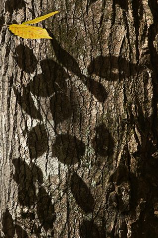 Abstract;Leaves;Leaf;Trees;Sunlight;Silhouette;Shadow;Season;Seasons;Tennessee;Nature;Colorful;Plants;Botanical;Vegetation;Foliage